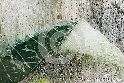 View from outside of various types of green potted plants behind the distorting glass wall of a tropical greenhouse Stock Photo