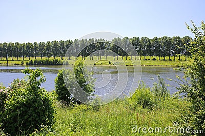 View over agriculture field and river maas on poplar trees in a row in summer, Venlo, Netherlands Stock Photo