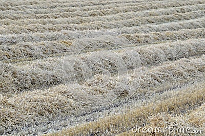 View over harvested wheat field Stock Photo
