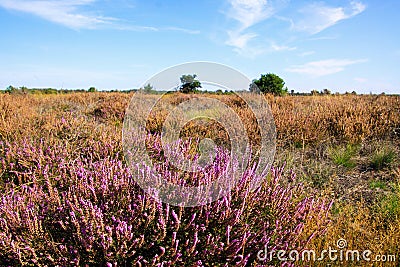 View over heather purple erica flower bush on dry endless heath landscape - Strabrechtse Heide near Eindhoven, Netherlands Stock Photo
