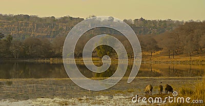 View over lake with warthogs at Ranthambore National Park Stock Photo