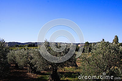 View over olive trees grove in rural french landscape against blue sky - Provence, France Stock Photo