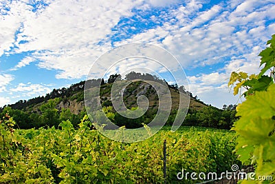 View over vineyard to hill in PÃ¡lava. Moravia. Stock Photo
