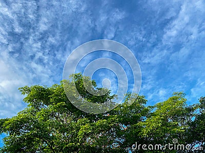 The view overlooks the branches and leaves of the trees. Stock Photo