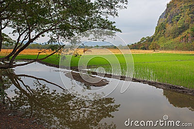 View of paddy field and mountain near Mawlamyine ,Myanmar. Stock Photo