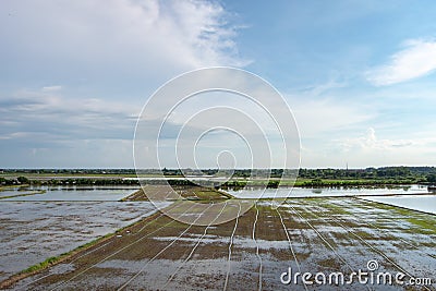 View of paddy field with soil preparation, planting rice. Stock Photo