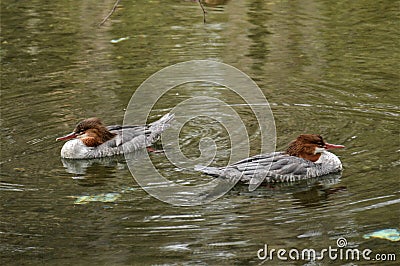 A Pair of Common Mergansers Stock Photo