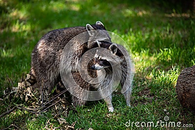 View of a pair common raccoons on the meadow Stock Photo