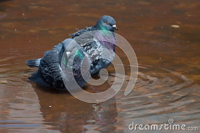 Pair of doves cooling down in a water fountain Stock Photo