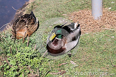 A view of a pair of Mallard Ducks Stock Photo