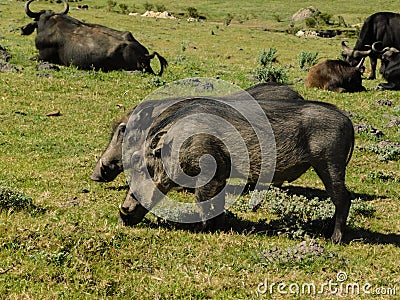Warthogs grazing among African Buffaloes Stock Photo