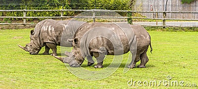 A view of a pair of white Rhinoceros grazing Stock Photo