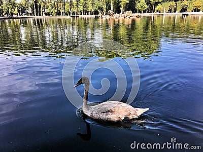 A view of the Palace of Versailles in Paris in August 2019 Editorial Stock Photo