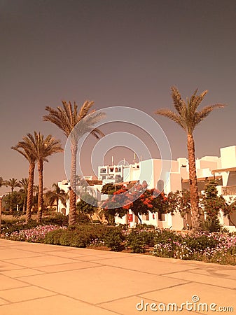 View of palm trees growing on the background of white square houses Stock Photo