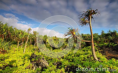 View of palm trees lush vegetation in Waianapanapa State park Stock Photo