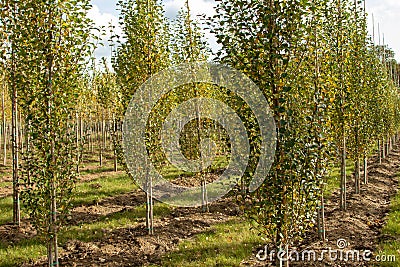 view in part of a tree nursery Stock Photo