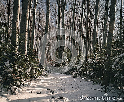 View of a path through the forest surrounded by trees and evergreen firs in winter Stock Photo