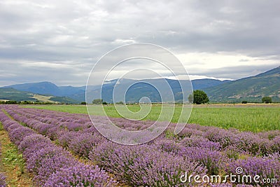 View of the path of lush bushes of purple lavender Stock Photo