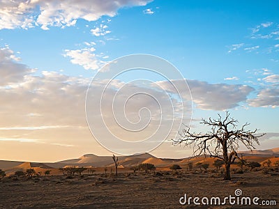 View of peaceful morning sunrise with beautiful dead tree and desert sand dune vast horizon with soft blue sky and white cloud Stock Photo