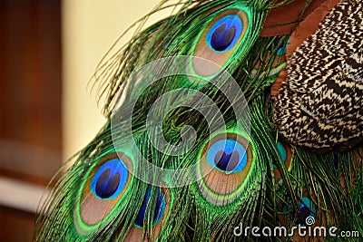 Peacock feathers forming a face Stock Photo