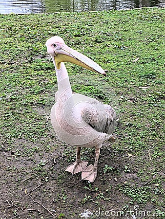 A view of a Pelican Stock Photo