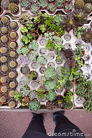 View of person towards little potted plants and cactus Stock Photo