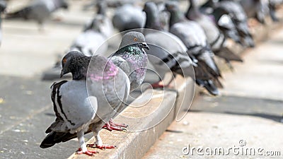 View of the pigeon Columbidae. Pigeons and doves are distributed everywhere on Earth, except for the driest areas. Stock Photo
