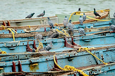 View of pigeons sitting on old rusty boats Stock Photo