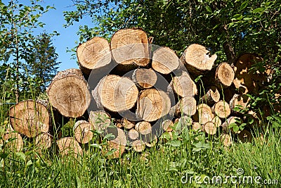 View a pile of cut tree aspen trunks stacked up in a pile. Stock Photo