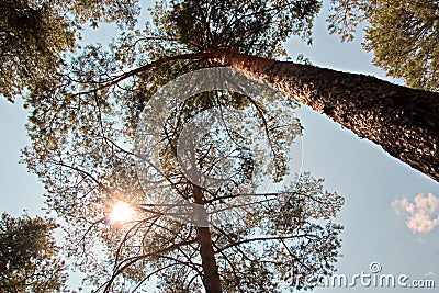 View of the pine forest on a b right sunny day. Nature of Ukraine. Stock Photo