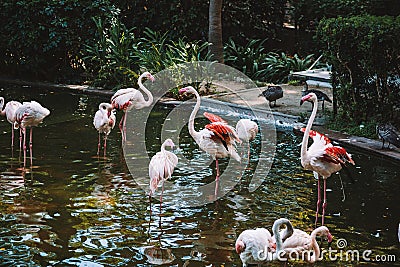 View of pink flamingos resting in the park by the pond in Hong Kong Stock Photo