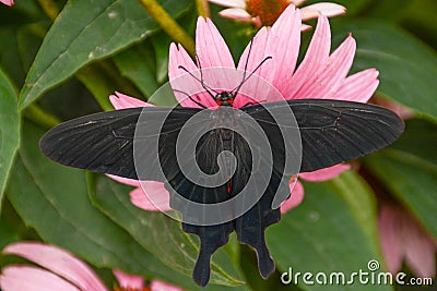Pink Rose Butterfly Resting on a Cone Flower Stock Photo