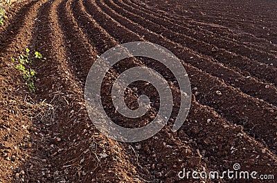 View of the plowed land. Furrows from the plow. Agriculture Stock Photo