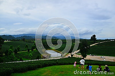 View point of Choui Fong Tea, Mae Chan Tea House & Plantation Editorial Stock Photo