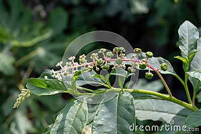 Pokeweed Poke Sallet Flowers - Phytolacca americana Stock Photo
