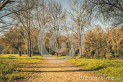 Road trail, pathway, footpath in autumn forest. Autumn trail hiking road in green forest morning fog. Pathway road in mountain f Stock Photo