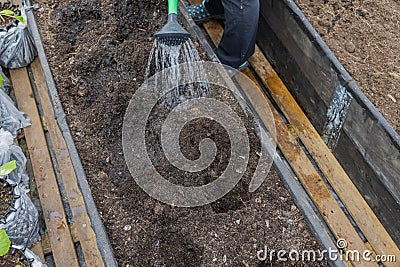 View of preparation of beds by watering from watering can deepening hole in beds for planting seedlings. Stock Photo