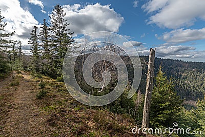 View of a preserved mountain forest in a silent wild valley Stock Photo