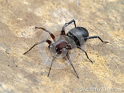 PA9031741 female long-palped ant-mimic sac spider, Castianeira longipalpas, on rock cECP 2022 Stock Photo