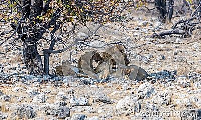 A view of a pride of lions awaking due to elephant proximity in the Etosha National Park in Namibia Stock Photo