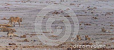 A view of a pride of lions play next to a waterhole in the Etosha National Park in Namibia Stock Photo