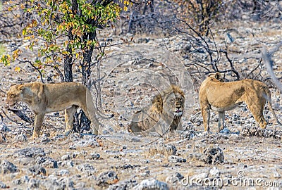 A view of a pride of lions at a waterhole in the Etosha National Park in Namibia Stock Photo
