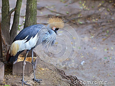 View and profile view of a gray crowned crane Stock Photo