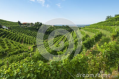 View of Prosecco vineyards from Valdobbiadene, Italy during summer, at morning Stock Photo