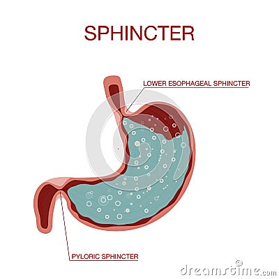 View of Pyloric Sphincter.Stomach with Oesophagus and Duodenum Vector Illustration