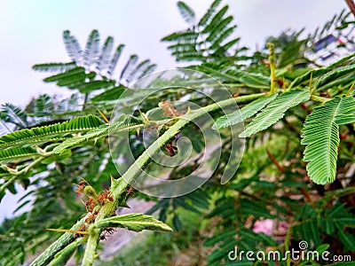 View of red ants happily gathered together Stock Photo