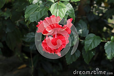 View of a red double layered Hawaiian hibiscus flower bloom in the garden Stock Photo
