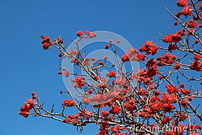 View of red flowers blooming on an Erythrina tree against a blue sky. Stock Photo