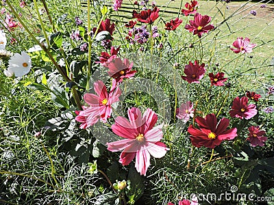 View of bright red flowers in summer Tallinn Stock Photo