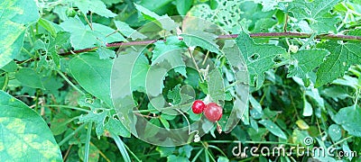 A view of a red jungle fruit in a rural setting in Sri Lanka. A green vision. Stock Photo